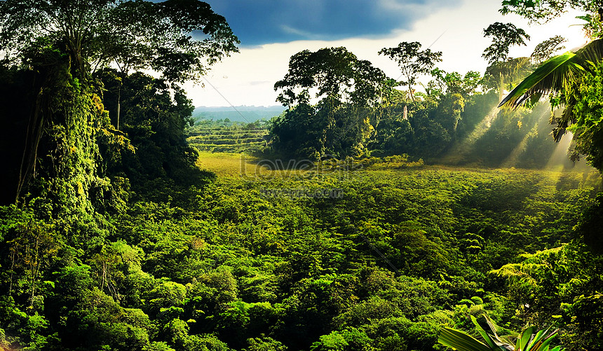 Jungle Green Images, HD Pictures For Free Vectors Download 