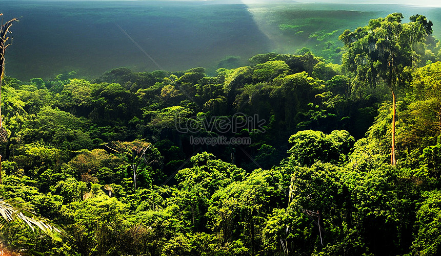 Green jungle Stock Photos, Royalty Free Green jungle Images