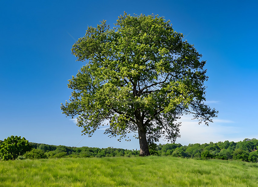 Majestic Tree In The Middle Of A Lush Meadow With A Clear Blue Sky ...