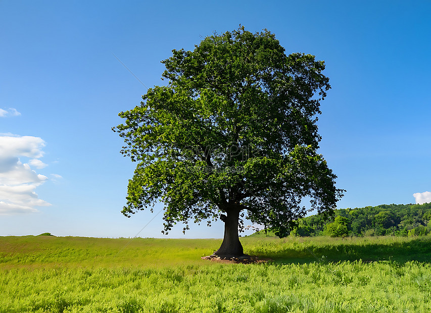 Majestic Tree In The Middle Of A Lush Meadow With A Clear Blue Sky 