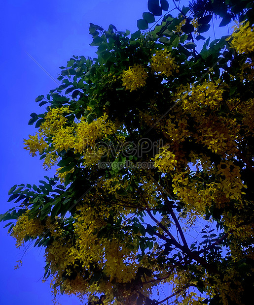 Bangladesh Beautiful Tree Picture And HD Photos | Free Download On Lovepik