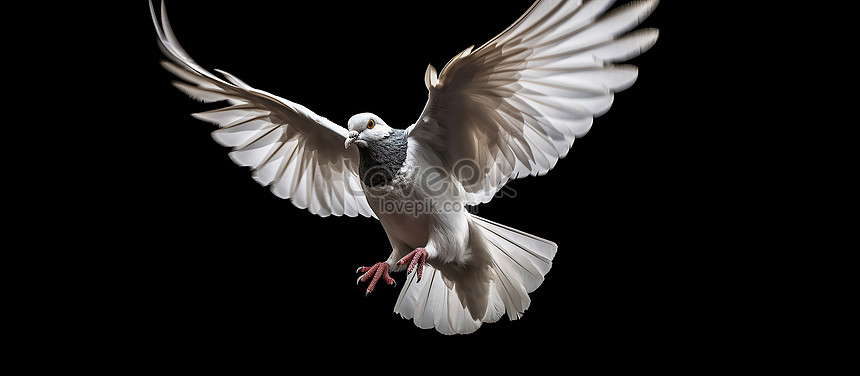 Flying Pigeon Vector Art PNG Images | Free Download On Pngtree