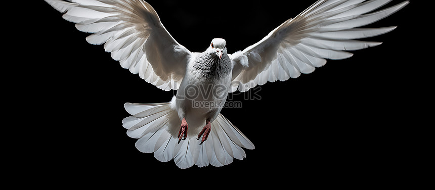Flying Pigeon Png Clipart (#2106414) - PikPng
