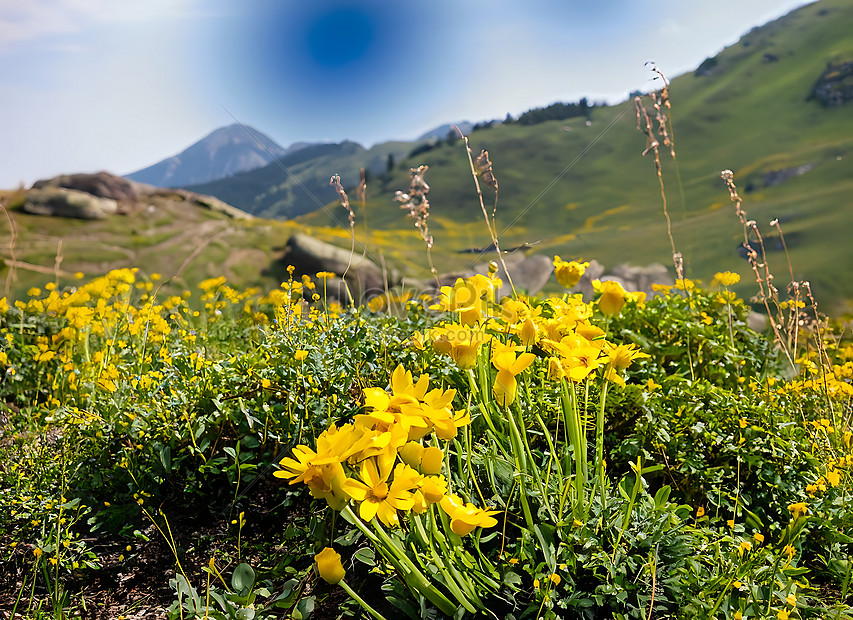 Yellow Flowers Grow In The Mountain Landscape Picture And HD Photos ...