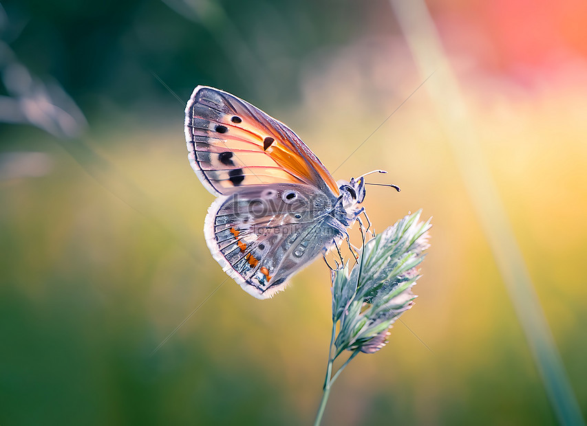 Nature Background Concept Beautiful Summer Meadow And Dreamy Butterfly ...