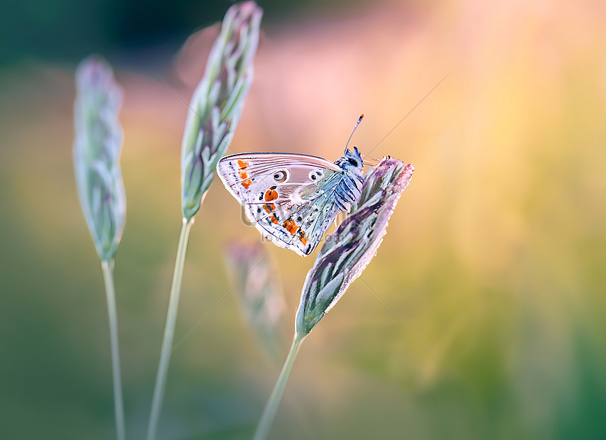 Nature Background Concept Beautiful Summer Meadow And Dreamy Butterfly ...