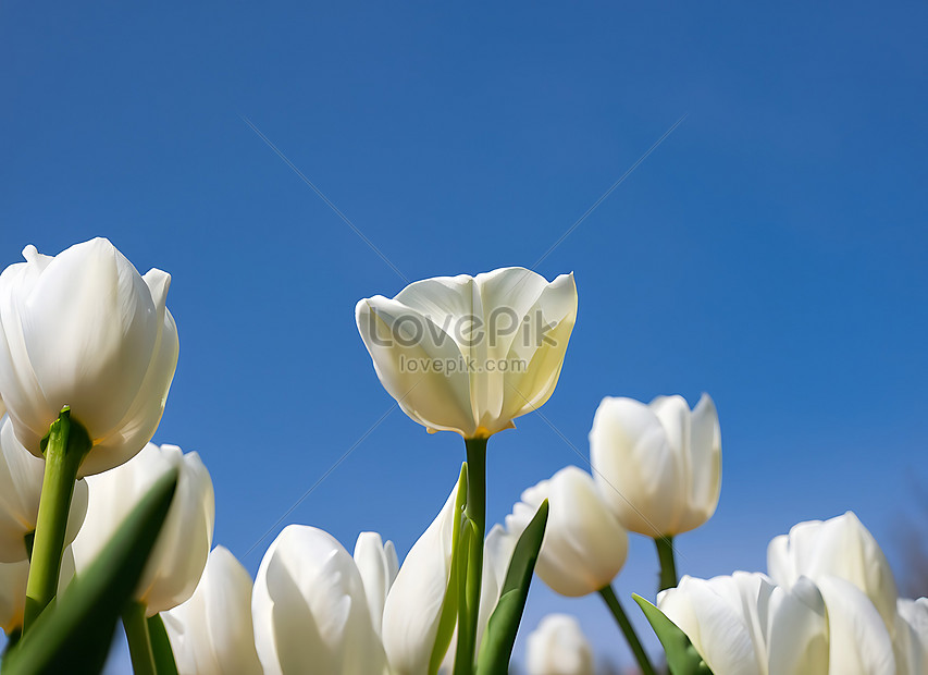 White Tulip Flower Against Blue Sky Picture And HD Photos | Free ...