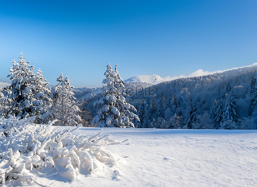 Beautiful Cold Morning Winter Snow Background With Trees Forest Picture ...