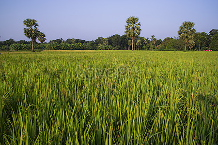 Rice Field Images, HD Pictures For Free Vectors Download - Lovepik.com