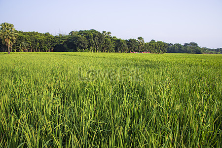 Cartoon Rice Field Images, HD Pictures For Free Vectors Download ...