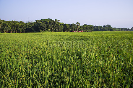 Rice Field Images, HD Pictures For Free Vectors Download - Lovepik.com