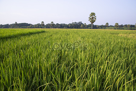 Cartoon Rice Field Images, HD Pictures For Free Vectors Download ...