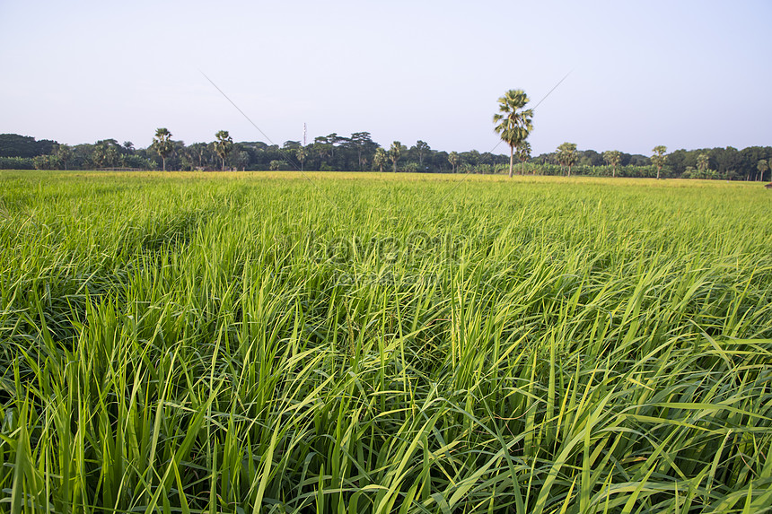 Green Agriculture Landscape View Of The Grain Rice Field In The ...