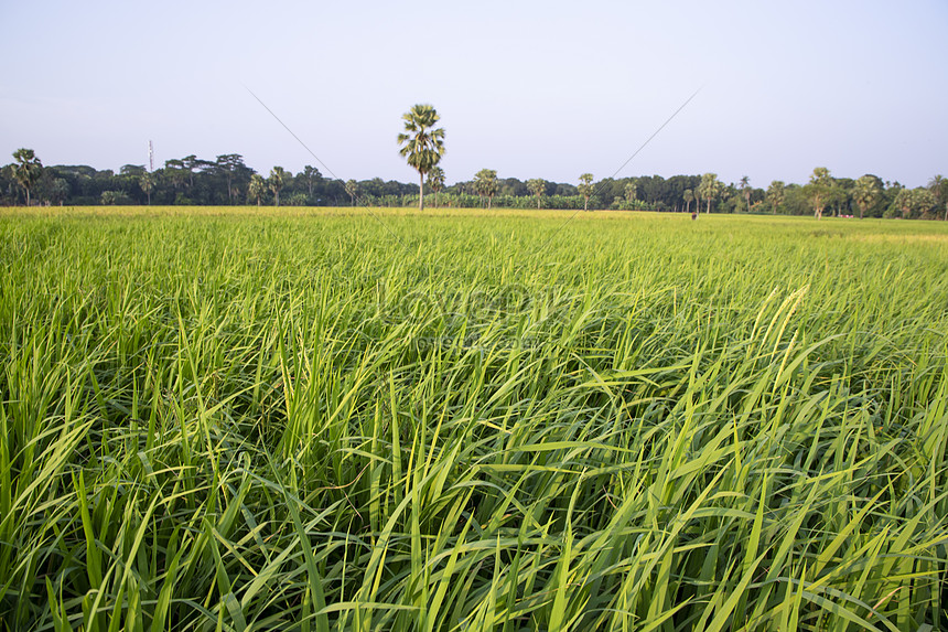 Green Agriculture Landscape View Of The Grain Rice Field In The ...