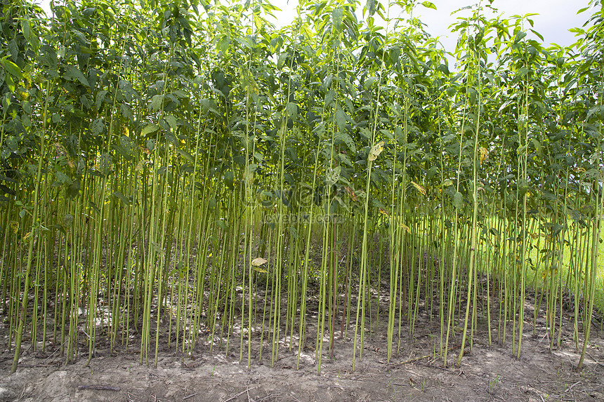 Green Jute Plantation Field. Raw Jute Plant Pattern Texture Background ...