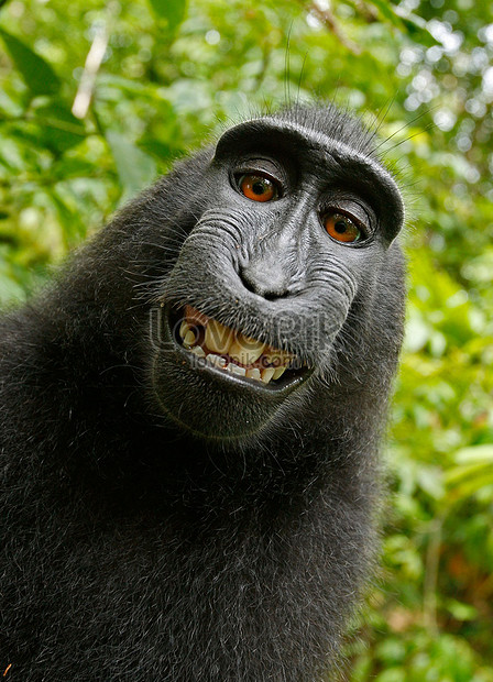 Foto Monyet Selfie Lucu Gambar Viral HD