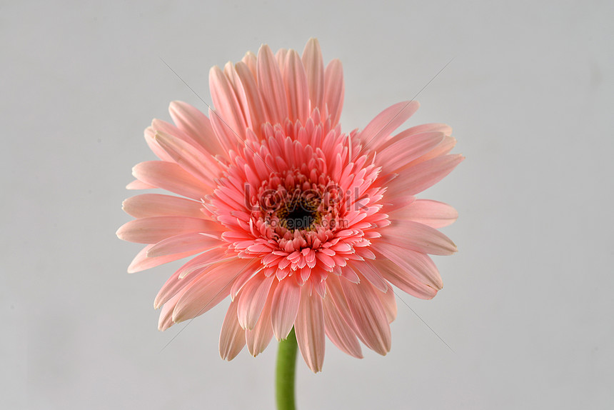 Gerbera Rosa Rojo Claro Foto | Descarga Gratuita HD Imagen de Foto - Lovepik