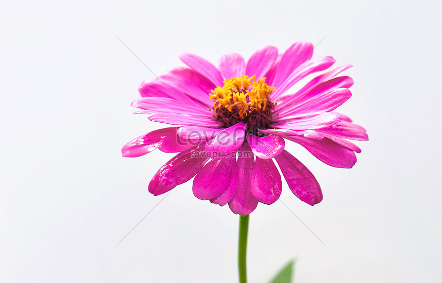 Photo De Zinnia Fleur Rose Sur Fond Blancnuméro De L