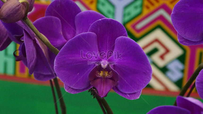 Orkid Cantik Gambar Unduh Gratis Imej 500083567 Format Jpg My