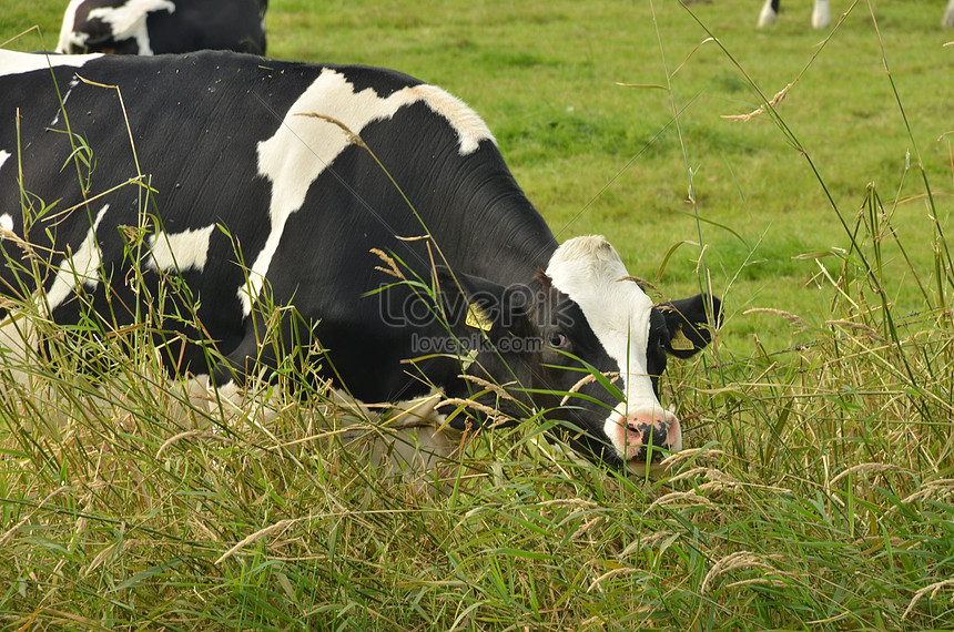 Baru 30 Gambar  Kartun Sapi Di Padang Rumput Gambar  Ipin