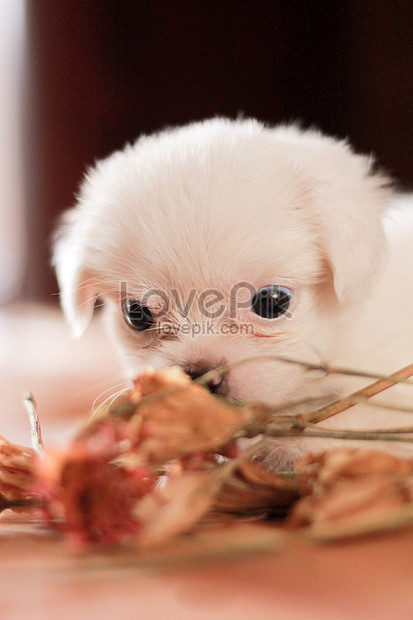 かわいい白い子犬イメージ 写真 Id Prf画像フォーマットjpg Jp Lovepik Com