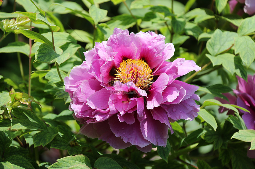 Flor Peonia Morada Foto | Descarga Gratuita HD Imagen de Foto - Lovepik