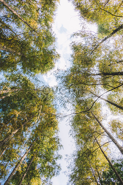 Thưởng thức ảnh bầu trời và cây sẽ khiến bạn cảm nhận được sự độc đáo và tuyệt vời của thiên nhiên. Cảm nhận nguồn năng lượng và sự sống ẩn giấu trong từng cành lá, đem lại cho bạn sự thư giãn và động lực để tiếp tục cuộc sống.
