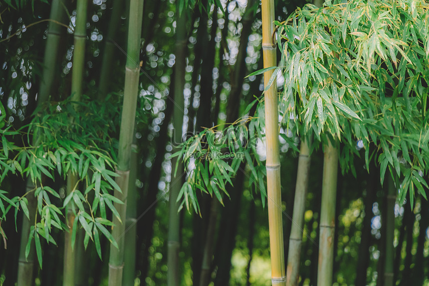 Hutan Bambu Tanaman Hijau Pemandangan Alam Gambar Unduh