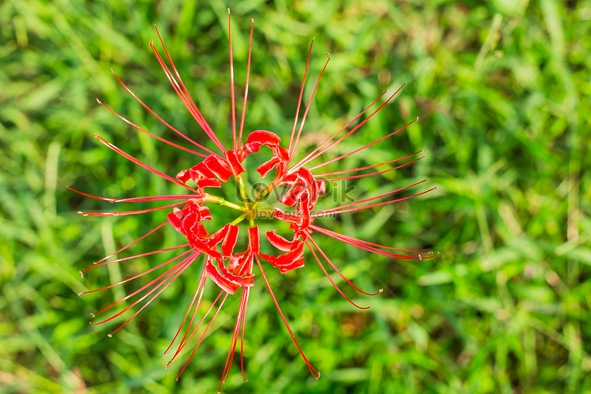 紅花植物のテクスチャパターンイメージ 写真 Id Prf画像フォーマットjpg Jp Lovepik Com