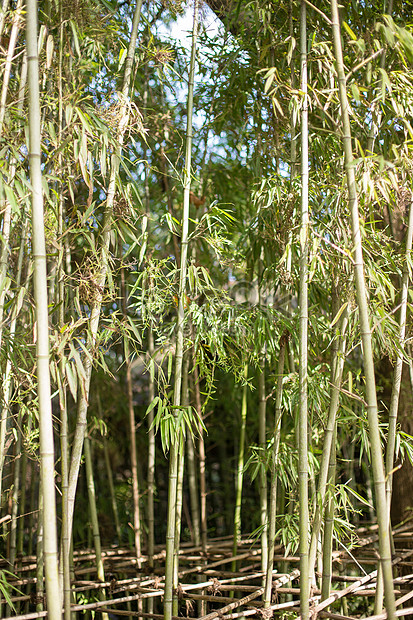 Menakjubkan 30 Gambar Pemandangan Hutan  Bambu  Richi 