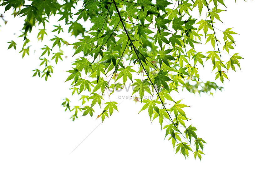 自然綠色楓葉背景素材圖片素材 Jpg圖片尺寸5760 3840px 高清圖片 Zh Lovepik Com