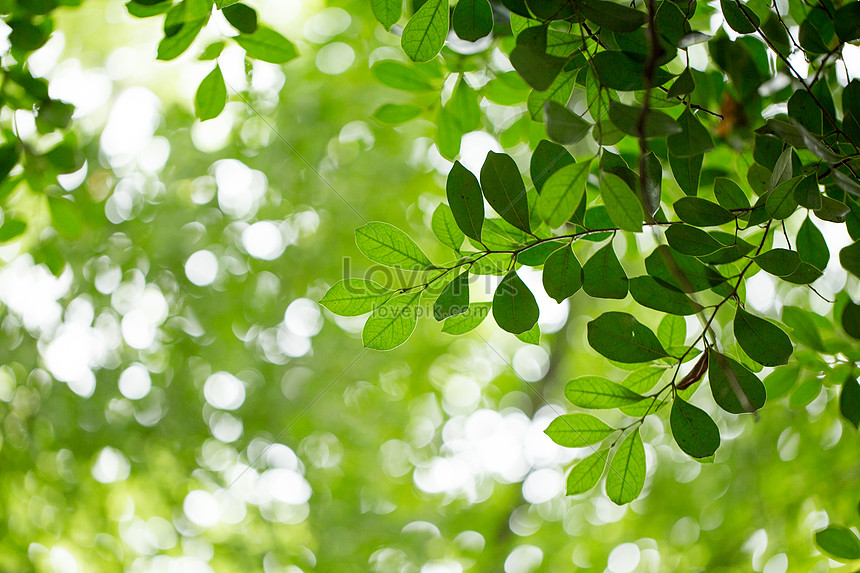 自然綠色樹葉背景素材圖片素材 Jpg圖片尺寸5760 3840px 高清圖片 Zh Lovepik Com