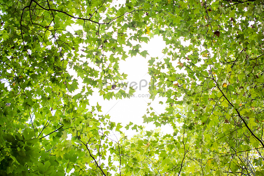 自然綠色樹枝背景素材圖片素材 Jpg圖片尺寸5760 3840px 高清圖片 Zh Lovepik Com