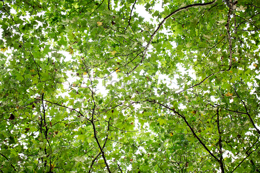 自然綠色樹枝背景素材圖片素材 Jpg圖片尺寸5760 3840px 高清圖片 Zh Lovepik Com