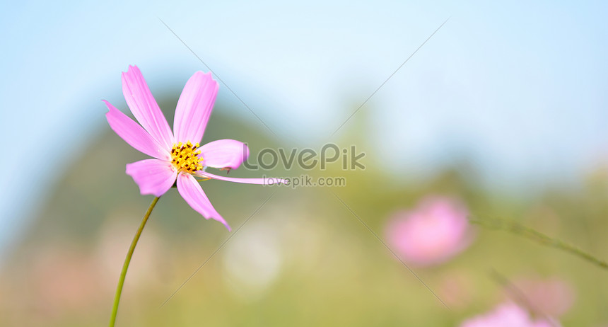 Set Bunga Yang Lucu Dan Indah Gambar Unduh Gratis Foto