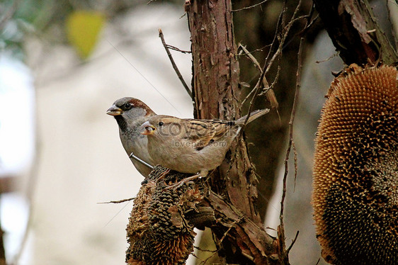  Gambar Burung Hinggap Di Pohon 