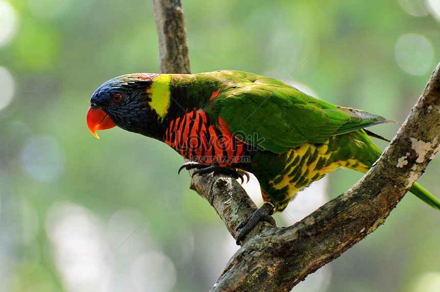 Gambar Burung Di Atas Pohon