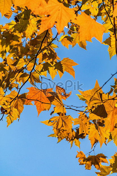 秋の黄金の桐の葉イメージ 写真 Id Prf画像フォーマットjpg Jp Lovepik Com