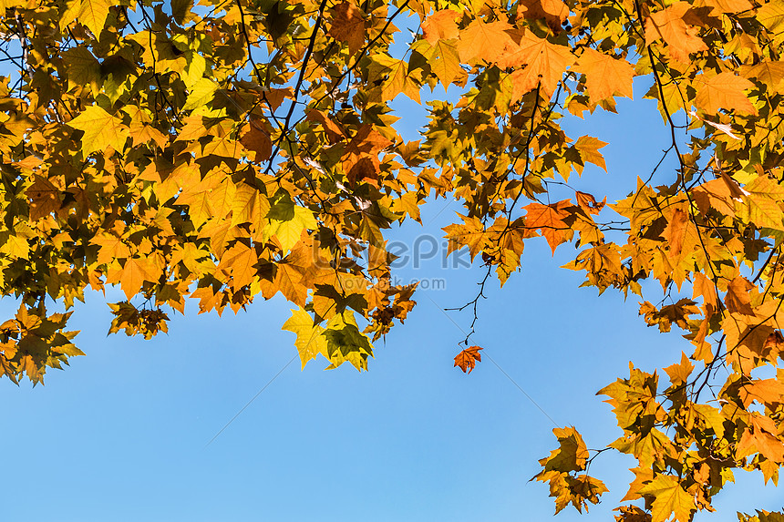 秋の黄金の桐の葉イメージ 写真 Id Prf画像フォーマットjpg Jp Lovepik Com