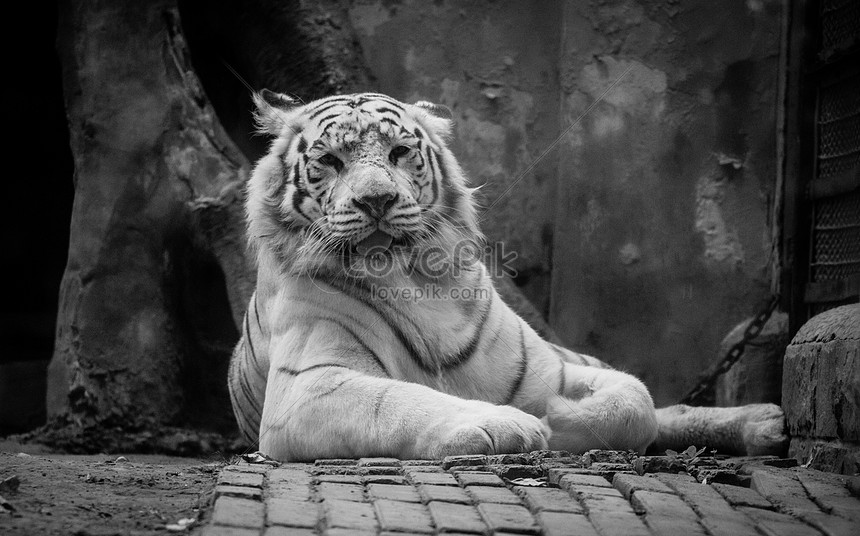 24 Gambar Harimau Kartun Hitam Putih Kumpulan Kartun HD