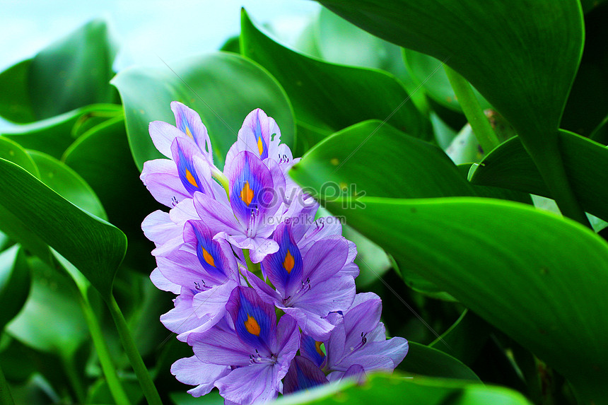 フェニックスのような花イメージ 写真 Id Prf画像フォーマットjpg Jp Lovepik Com
