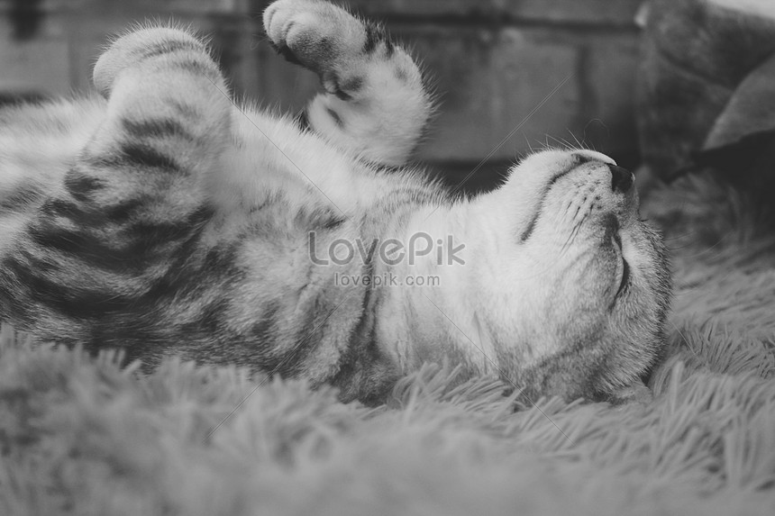 Photo De Joli Chaton Moelleux Sur Une Couverture Noire Et Blanche Dormant Numero De L Image Format D Image Jpg Fr Lovepik Com