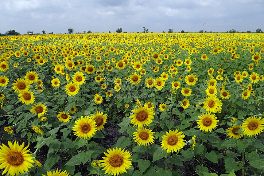 4000 Gambar Bunga Matahari Mekar  Paling Keren Gambar  ID
