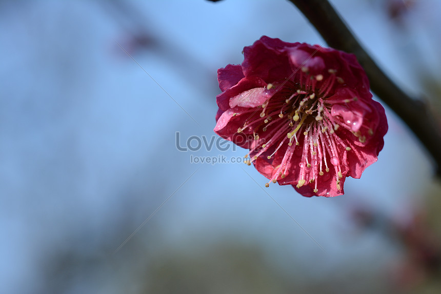 赤い梅の花イメージ 写真 Id Prf画像フォーマットjpg Jp Lovepik Com