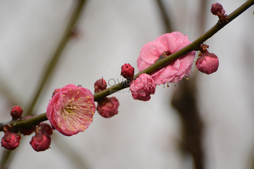 赤い梅の花イメージ 写真 Id Prf画像フォーマットjpg Jp Lovepik Com