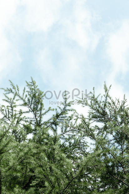 Pokok Pinus Semulajadi Cawangan Pokok Pain Hijau Gambar