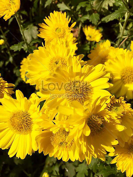 Featured image of post Imagens De Flores Margaridas Amarelas Porque as margaridas n o s o s brancas e amarelas