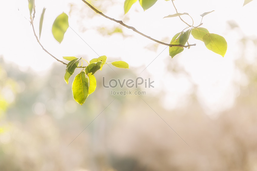 প ত র ব য কল ট ব ল র ব য কগ র উন ড ব ন ম ল য ছব ড উনল ড কর ন ছব নম বর 500260028 Bd Lovepik Com