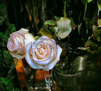 Hand with white roses photo image_picture free download 500537597 ...