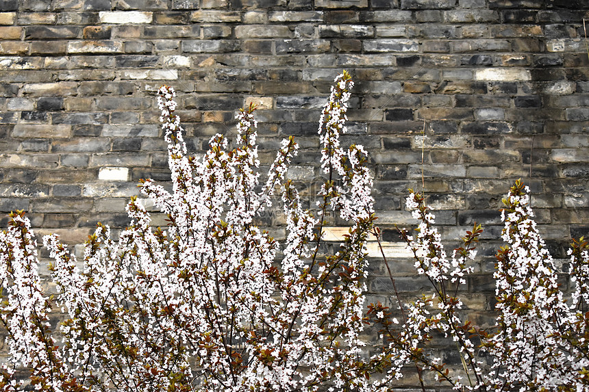 Tembok Kota Dan Bunga Sakura Gambar Unduh Gratis Foto